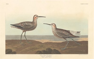 Långbent sandsnäppa av Robert Havell after John James Audubon