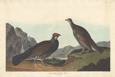 Långstjärtad eller Dusky Grous av Robert Havell after John James Audubon