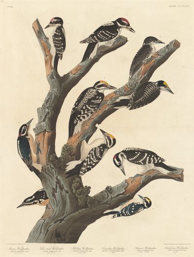 Marias hackspett av Robert Havell after John James Audubon