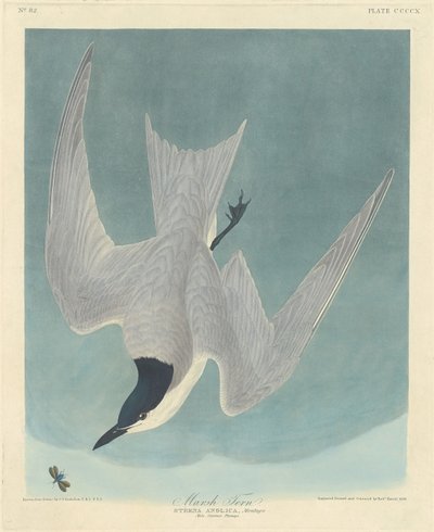 Marsktärna av Robert Havell after John James Audubon
