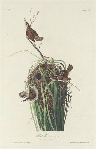 Marsh Wren av Robert Havell after John James Audubon