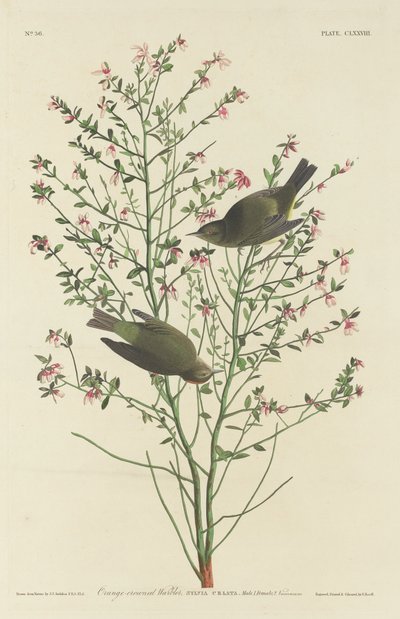 Orange-krönt sångare av Robert Havell after John James Audubon