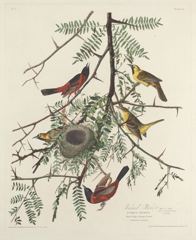 Orchard Oriole av Robert Havell after John James Audubon