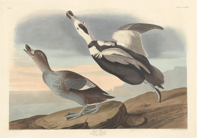 Pied Duck av Robert Havell after John James Audubon