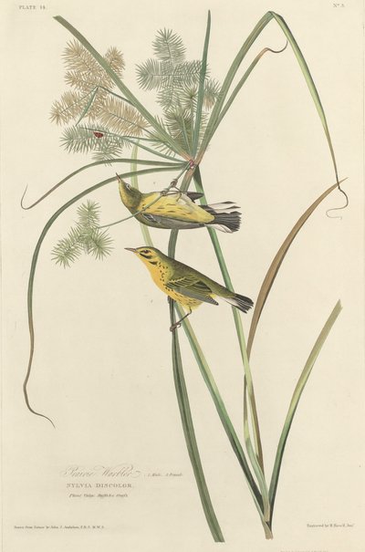 Präriesångare av Robert Havell after John James Audubon