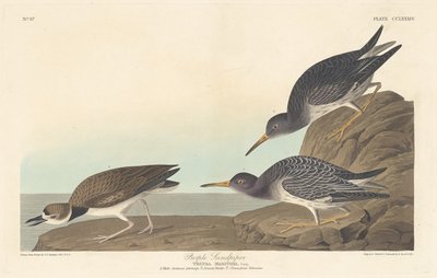 Lila sandsnäppa av Robert Havell after John James Audubon