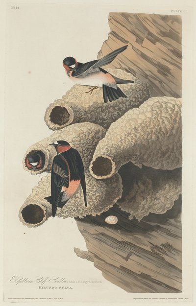 Republikanska Cliff Swallow av Robert Havell after John James Audubon