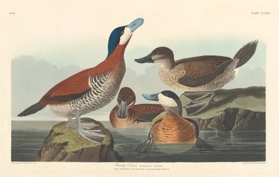Ruddy Duck av Robert Havell after John James Audubon