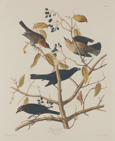 Rostig Grakle av Robert Havell after John James Audubon