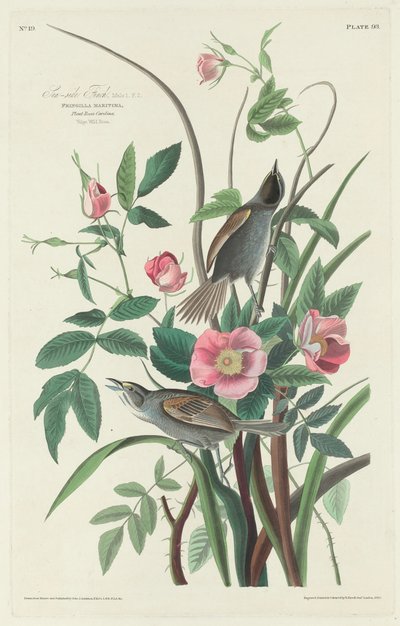 Havsnära fink av Robert Havell after John James Audubon
