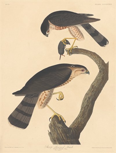Skarpskinnad Hawk av Robert Havell after John James Audubon