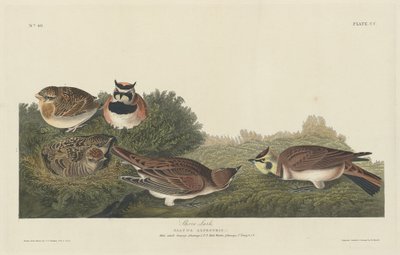 Strandlärka av Robert Havell after John James Audubon