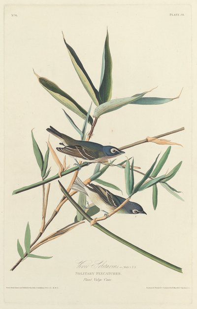 Ensam flugsnappare av Robert Havell after John James Audubon