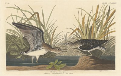 Ensam sandsnäppa av Robert Havell after John James Audubon