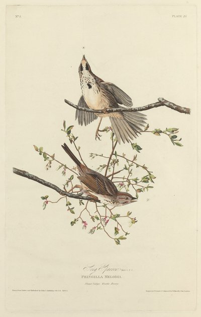 Låten Sparrow av Robert Havell after John James Audubon