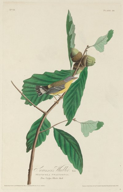 Swainsons sångare av Robert Havell after John James Audubon