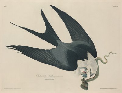 Svalstjärtad hök av Robert Havell after John James Audubon