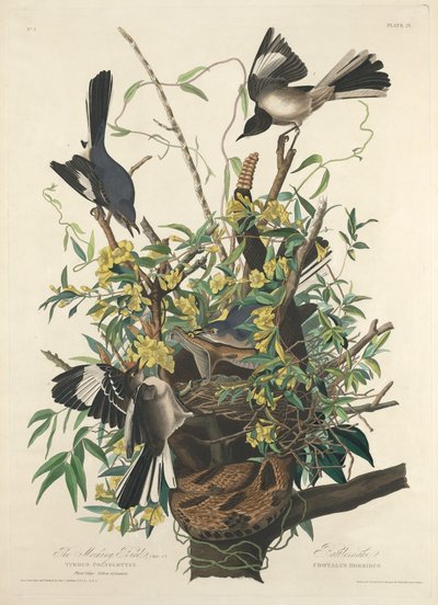 Den hånfulla fågeln av Robert Havell after John James Audubon
