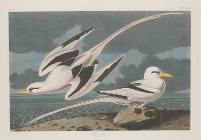 Tropisk fågel av Robert Havell after John James Audubon