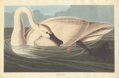 Trumpetare Swan av Robert Havell after John James Audubon