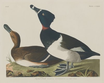 Vigg av Robert Havell after John James Audubon