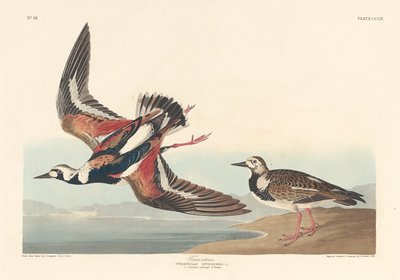 Vänd sten av Robert Havell after John James Audubon