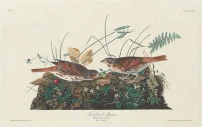 Tvåfärgad sparv av Robert Havell after John James Audubon