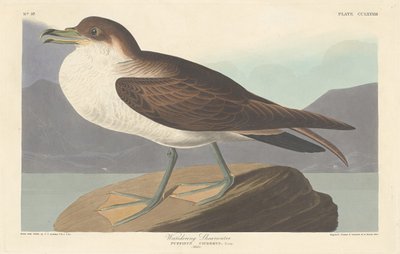 Vandrande Shearwater av Robert Havell after John James Audubon