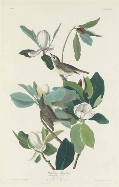 Warbling flugsnappare av Robert Havell after John James Audubon