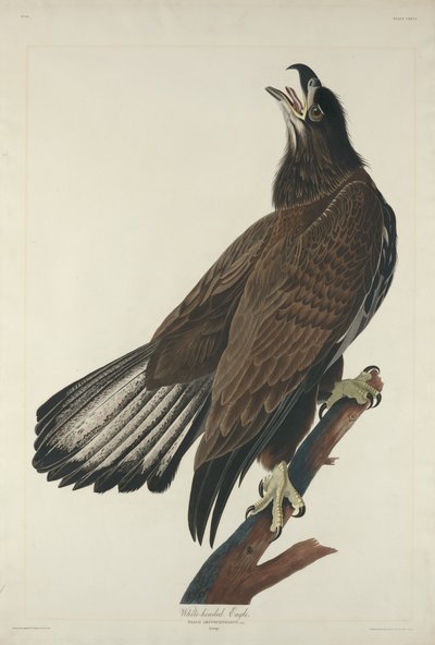 Vithövdad örn av Robert Havell after John James Audubon