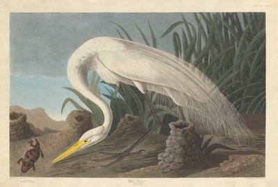 White Heron av Robert Havell after John James Audubon