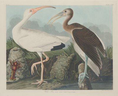 Vit Ibis av Robert Havell after John James Audubon