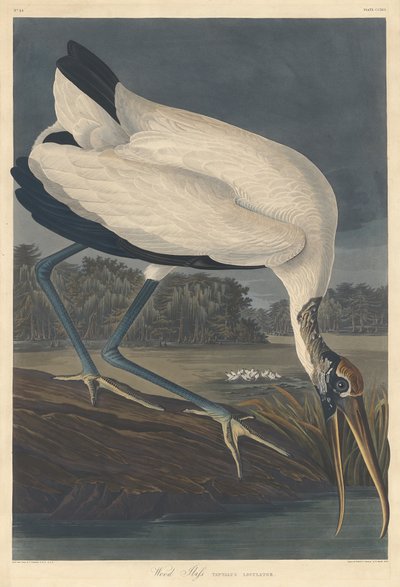 Trä Ibis av Robert Havell after John James Audubon