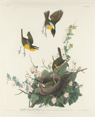 Gulbröst chatt av Robert Havell after John James Audubon