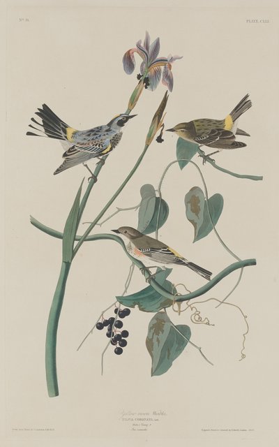 swedish av Robert Havell after John James Audubon