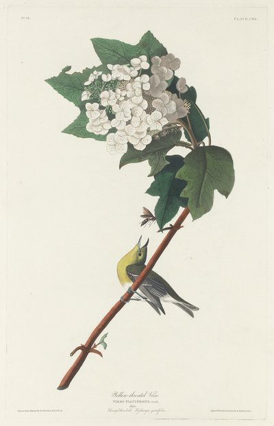Gulstrupig Vireo av Robert Havell after John James Audubon