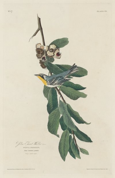 Gulstrupsångare av Robert Havell after John James Audubon