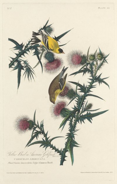 Gul fågel eller amerikansk guldfink av Robert Havell after John James Audubon