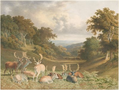 Hjortar i Knole Park, Kent av Robert Hills