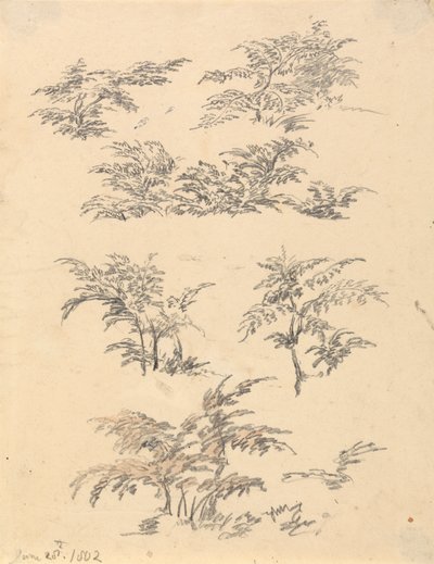 Studie av Bracken av Robert Hills