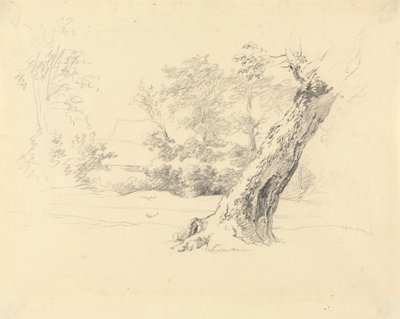 Trädstudie av Robert Hills