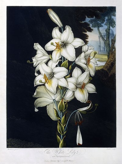 Den vita liljan av Robert John (after) Thornton