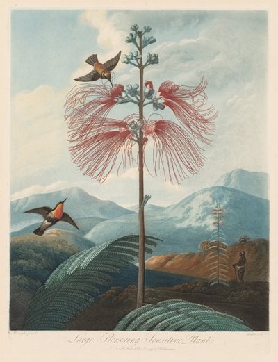 Florans tempel, eller naturens trädgård: stor blommande känslig växt, 1799-1807. av Robert John Thornton