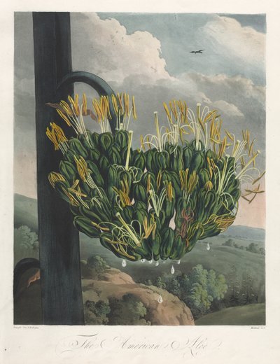 The Temple of Flora, eller Garden of Nature: The American Aloe, 1807. av Robert John Thornton