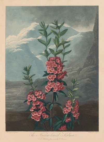 Florans tempel, eller naturens trädgård: Smalbladiga Kalmia, bergslager, 1804. av Robert John Thornton