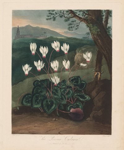 Florans tempel, eller naturens trädgård: Den persiska cyklamen, 1799-1807. av Robert John Thornton