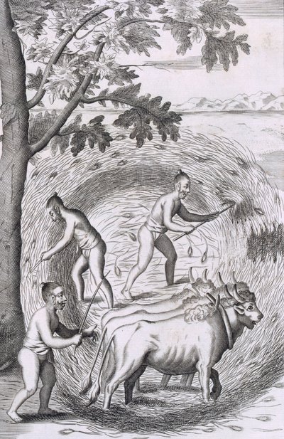 Sättet att trampa ut riset, från An Historical Relation of the Island Ceylon, pub. Gravyr från 1681 av Robert Knox