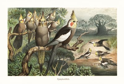 Flock cockatiels, Nymphicus hollandicus, vid ett vattenhål. 1882 (kromolitografi) av Robert Kretschmer