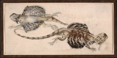 Ödlor (färg litho) av Robert Kretschmer