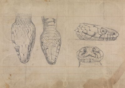 Studie av huvudet av en orm av Robert Smirke
